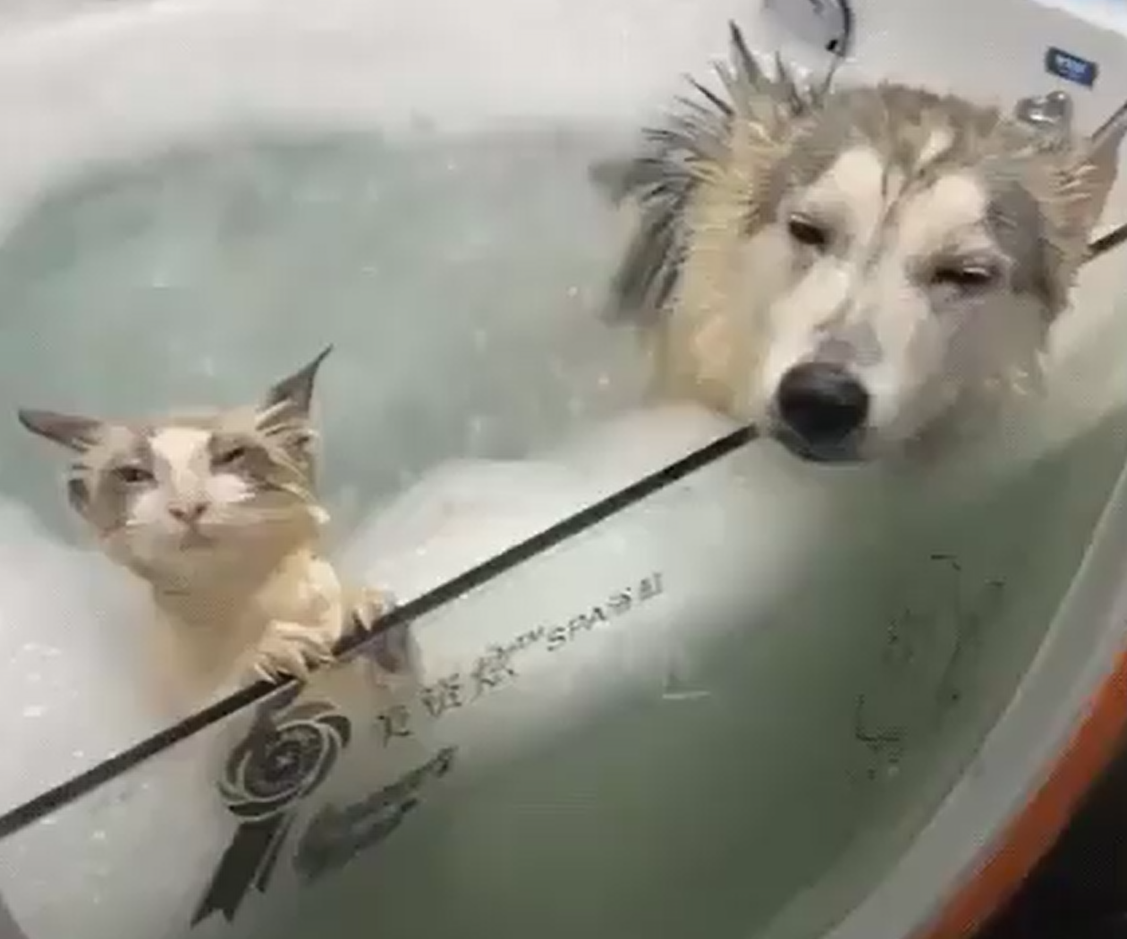 Кот и собака в джакузи