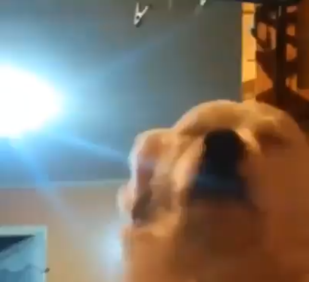 Dancing Ewok Gif