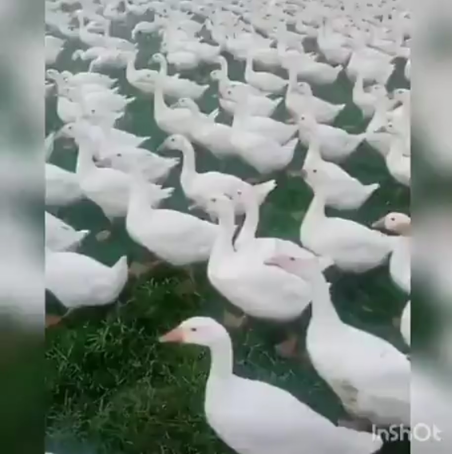 ловите наркомана. гусь бежит. предложение про гуся. стадо гусей прикол. гусиная походка это.