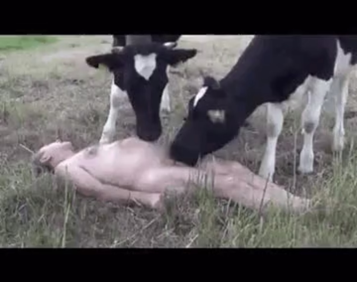порно животных коров фото 49