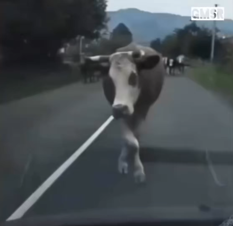 Самые смешные видео 2024. Аэрообдув коровы видео. Приколы в Южной Осетии видео коровы в автомобиле.